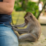 Quando arriva la scimmia: sulla sindrome di astinenza